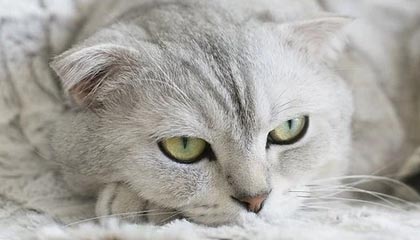 雅安伴游，定制QQ：3494206190微信：act1322